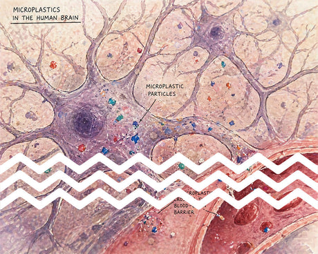 Microplastics in the human brain: What new research reveals
